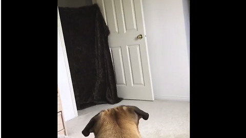 Pug has mind blown during 'What The Fluff' challenge