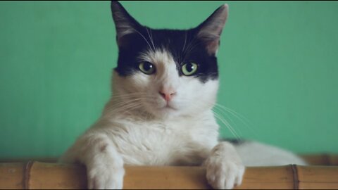 Cats funny video