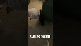 Maggie dog and the new Kitten