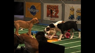Puppy Super Bowl