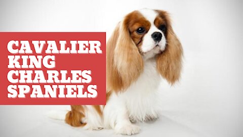 Cavalier King Charles Spaniels - Things you should know about Cavalier King Charles Spaniels
