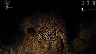 WILDlife: Night Time Leopard Loving