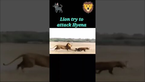 Lion try to attack Hyena 2022 #shorts #youtubeshorts #shortvideo