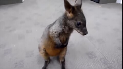 Joeys, Baby Kangaroos
