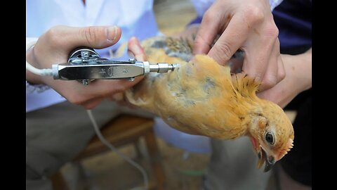 US Explores Vaccinating Chickens In Response to Avian Flu Outbreak