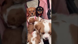 Happy Cavalier King Charles Spaniel Puppies Visiting the Vet🐶❤️