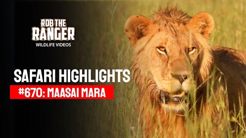 Safari Highlights #670: 06 & 07 March 2022 | Maasai Mara/Zebra Plains | Latest Wildlife Sightings