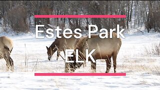 Estes Park Colorado - Protected Elk Herd