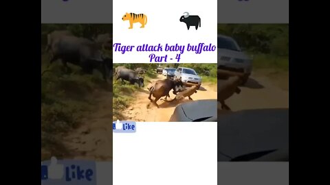 Tiger attack baby buffalo 🦬part - 5
