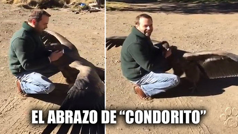 "Condorito" el cóndor que abraza a la persona que lo ayudó a recuperarse