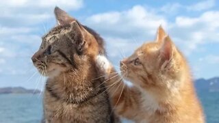 Funniest cute cats video😹try not to laugh 2022😹