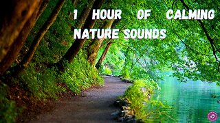 Fall asleep in 1 Hour Nature Sounds - Relaxing Therapy For Good Sleeping