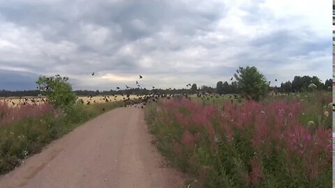 Cycling; rural gravel and the "Hitchcock birds"