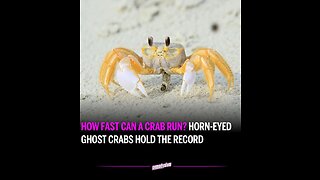 Fastest Crab Ever Runs at a Speed of 328 mph