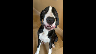 Smiling Great Dane Puppy Loves To Crunch & Munch Training Toast