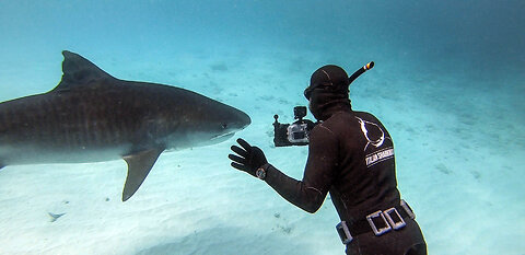 Freediving with Tiger Sharks in Fuvahmulah Maldives by ITALIANSHARKMAN