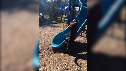 Chocolate Lab vs A Slippery Slide