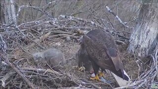 Hays Bald Eagles feeds H16 H17 eventful bonking 41122 900am