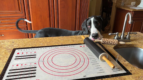 Playful Great Dane Has Fun Rolling The Cat Rolling Pins