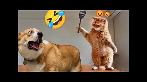 Funny & cute cat video 2024,😍 funniest cutest and dogs😼🐶