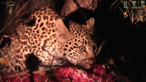 Leopard Cub Has An Impala For Dinner