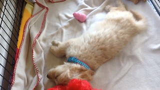 Dreaming puppy runs in her sleep