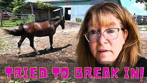 The Horses Try To Break Into The Barn!