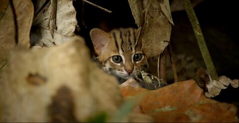 World's smallest cat 🐈- BBC