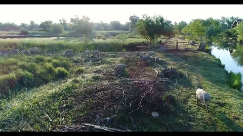 Drone view of small herd of swine feeding on rural meadow near pond in green village5