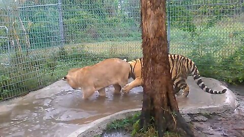 Football time with lion and tiger cubs