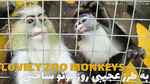 Beautiful Monkeys in Kish Island Zoo, IRAN