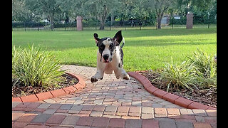 Joyful Great Dane Lovingly Bounces For Sweet Greetings