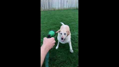Dog Play With Water