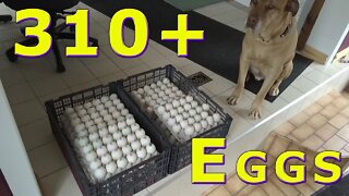 310+ Duck Egg Food Bank Donation September 10, 2019