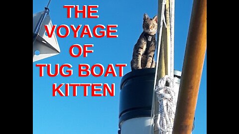 Adventures of a Tug Boat Kitten Part One (Hudson WI to Carrabelle, FL)