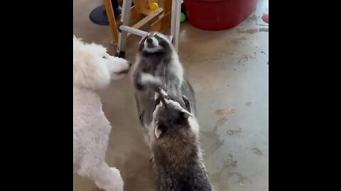 Funny video 😂 cute 🐶🦝🫧🧼