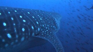 Gigantic whale shark curiously inspects group of scuba divers in Galapagos