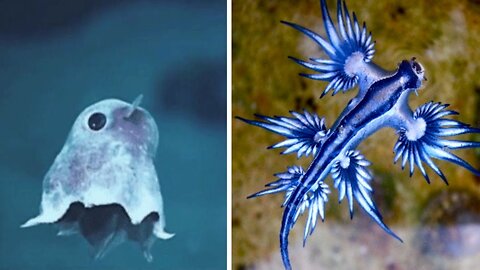 Sea Animal Toys This Summer at the Shore