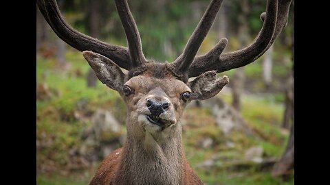 Funny animals compilation. The deer was like “you talking to me” 😎