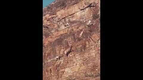 🔥The way this group of Ibex climb this mountainside with ease