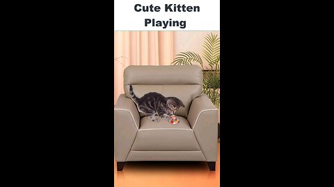 cute kitten playing on sofa