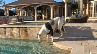 200lb Great Dane delicately has a drink out of the pool