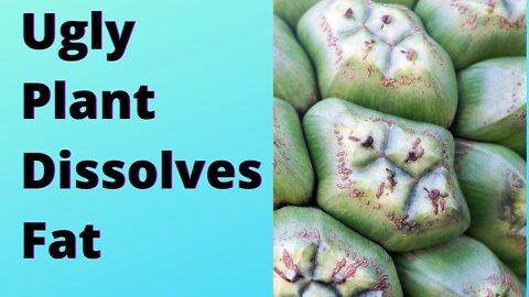 Ugly Plant Dissolves Unwanted Fat