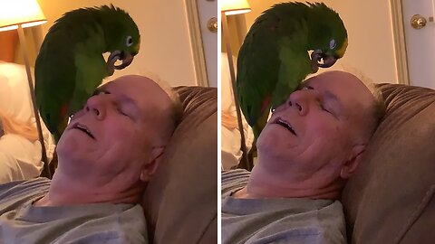 Tired Parrot Naps On Sleeping Owner's Face