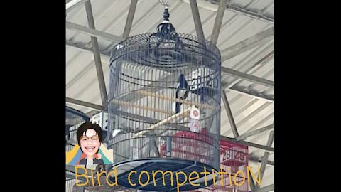 Birds competition
