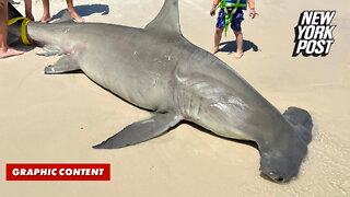 Endangered 14-foot shark discovered on beach was reportedly pregnant with 40 pups