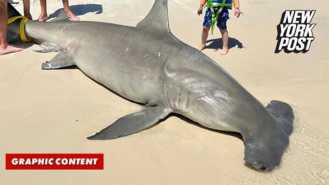 Endangered 14-foot shark discovered on beach was reportedly pregnant with 40 pups