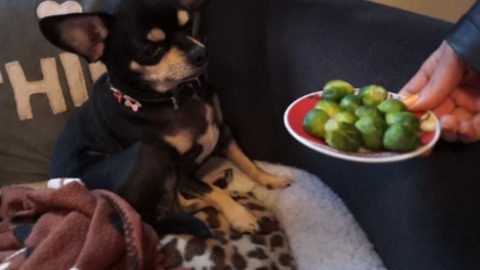 Do dogs like to eat vegetables? This cute chihuahua give the answer.