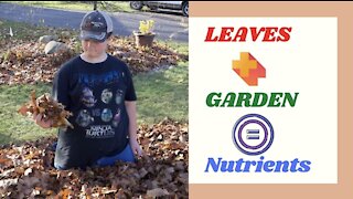 Fallen Leaves feeds next years Garden | Permaculture