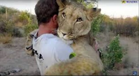 A faithful lion cub showing love to its master European Wilderness | Can lions and humans be friends